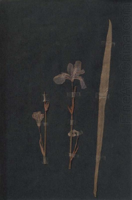 Herbarium, Paul Klee